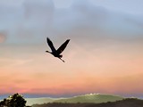 Agmon Ahula (33)sky2