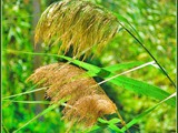 Ahula_03frame