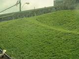 Bahai garden in constr002