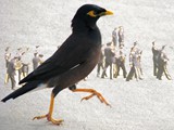 Bird_4march copy