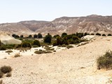 birds grove Ein Shaviv-001pan