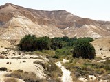birds grove Ein Shaviv-008