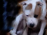 Dog masada42_4paint