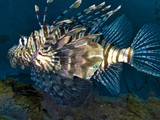 Eilat-081