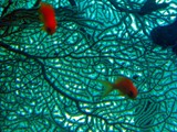 Eilat11_046