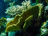 Eilat11_051