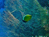 Eilat11_052