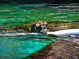 Eilat11_068