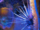 Eilat11_108