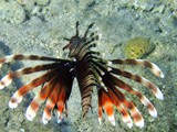 Eilat_60