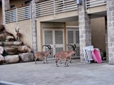 Ein Gedi_12