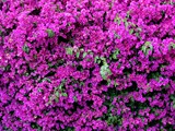 flower_06