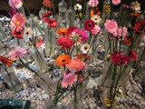 flower festival_61