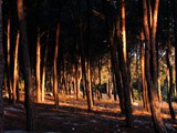 forest_21-2