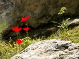 Gilboa forest_40