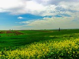 Gilboa forest_47