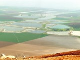 Gilboa forest_pan2