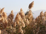 Lotan (11)