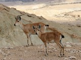 Midreshet Ben-Gurion-002