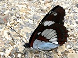nahal Amud
