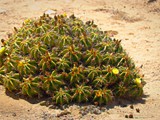 Revavim-desert life (11)