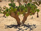 Revavim-desert life (15)