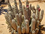 Revavim-desert life (2)