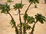 Revavim-desert life (23)