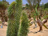 Revavim-desert life (24)