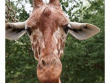 safari ramat-gan-022