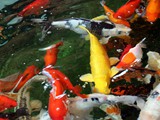 Underwater observation (4)