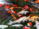 Underwater observation (5)